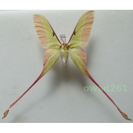 Actias dubernardi (Oberthür, 1897) male ex. ovo China 74mm31a